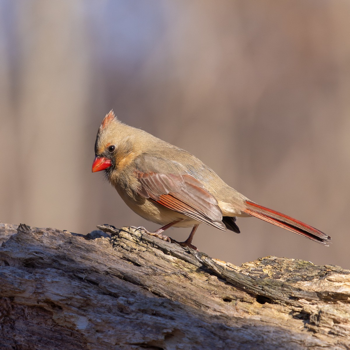 Northern Cardinal - ML647392015