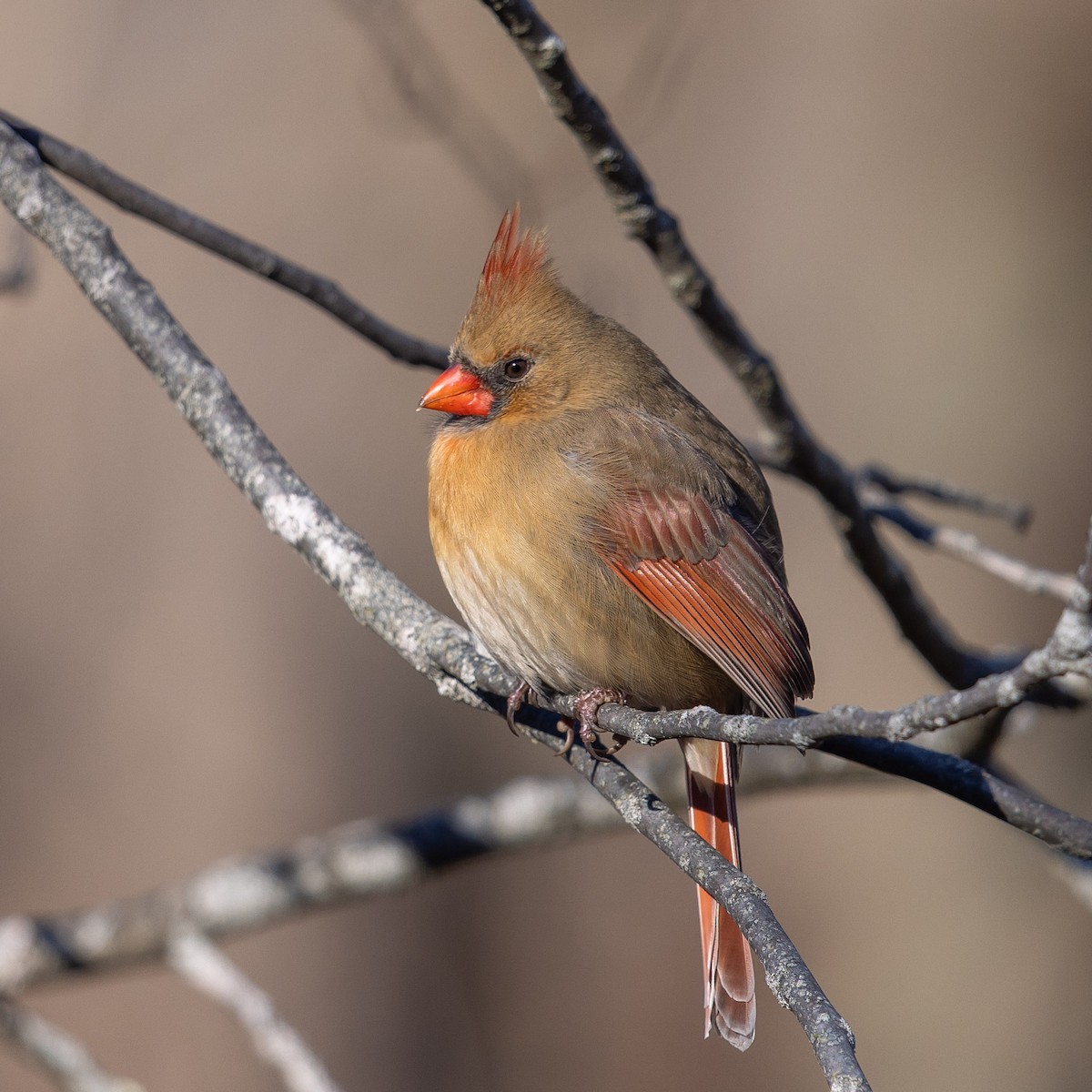 Northern Cardinal - ML647392016