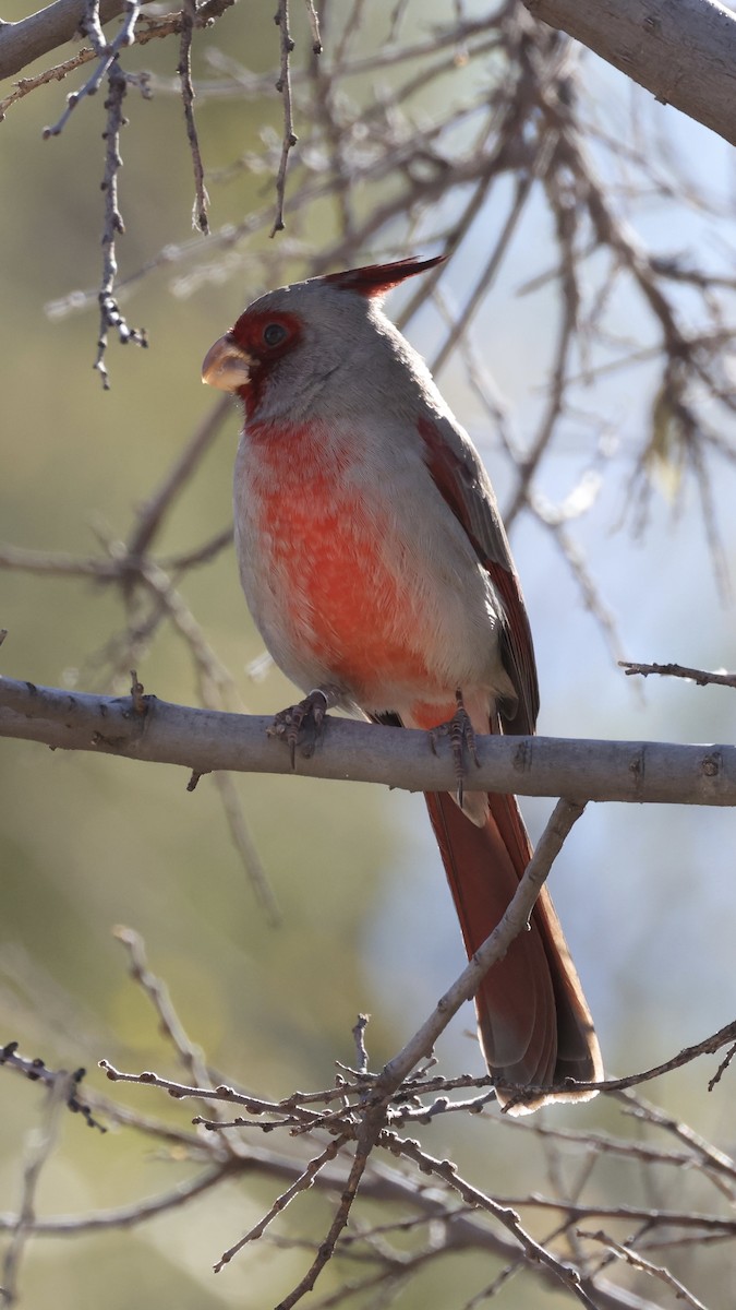 Pyrrhuloxia - ML647392027