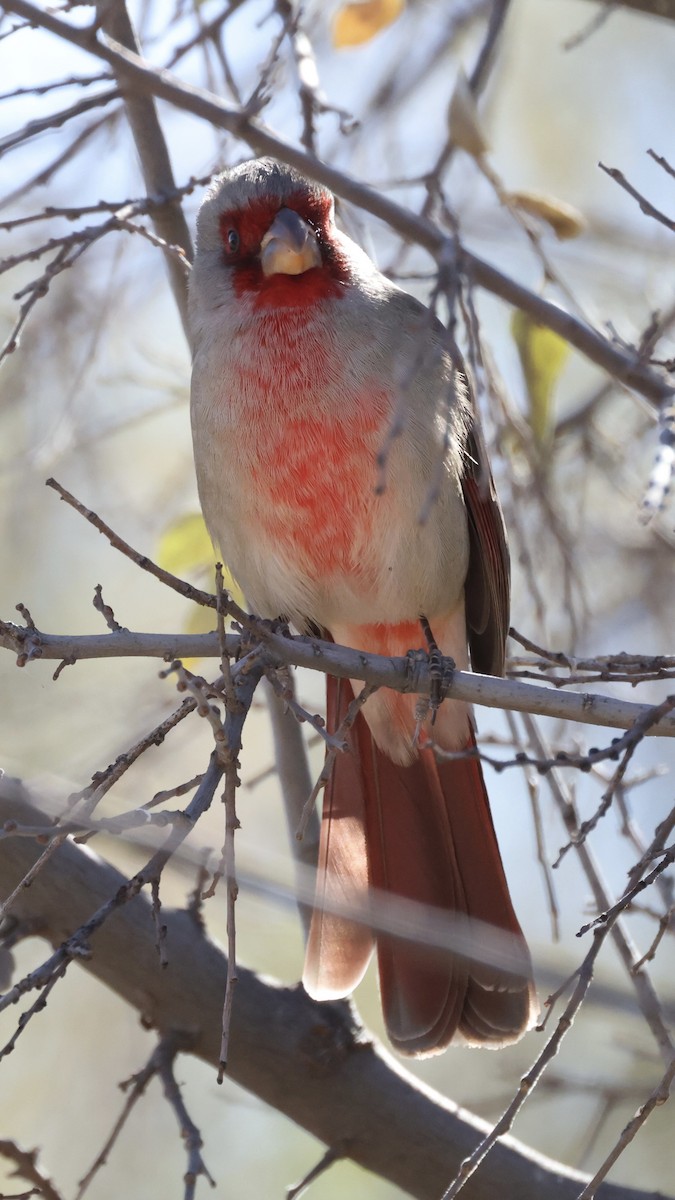 Pyrrhuloxia - ML647392028