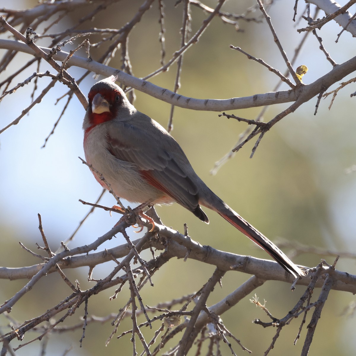 Pyrrhuloxia - ML647392029