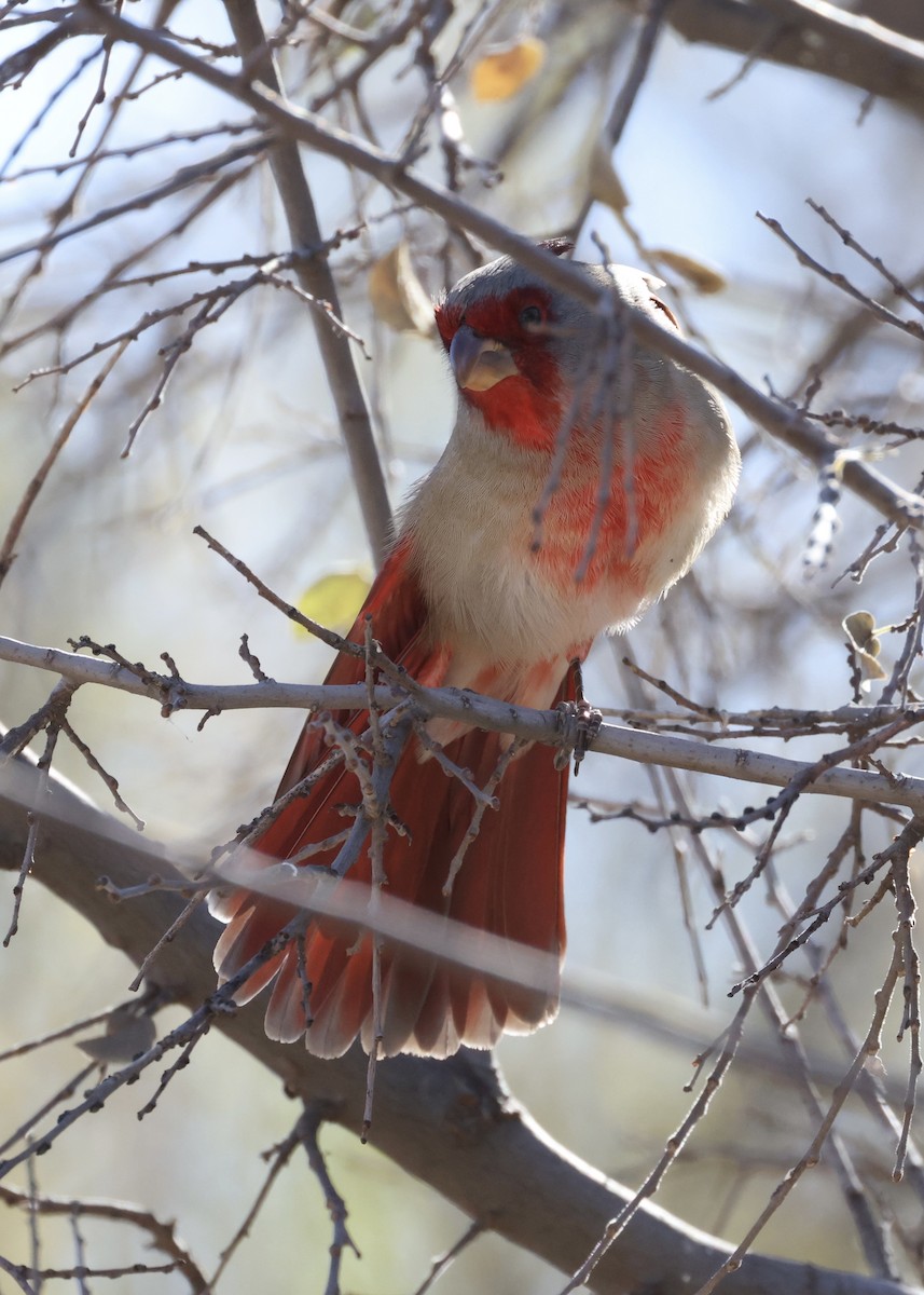 Pyrrhuloxia - ML647392030