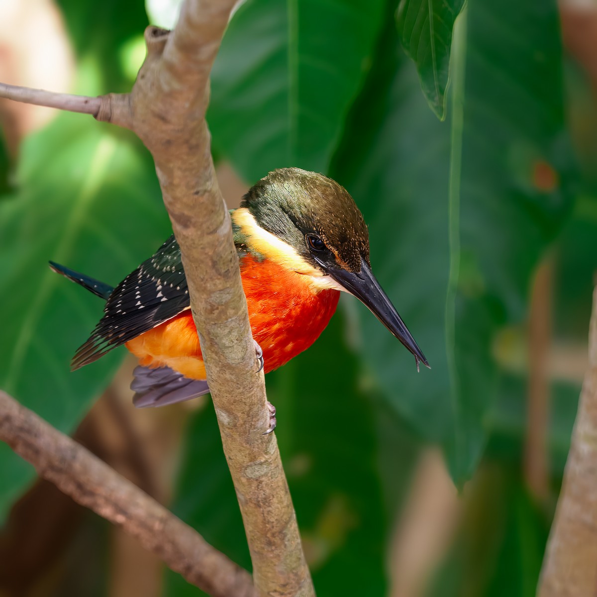 Green-and-rufous Kingfisher - ML647392031
