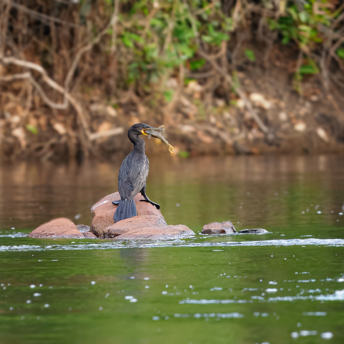 Neotropic Cormorant - ML647392037