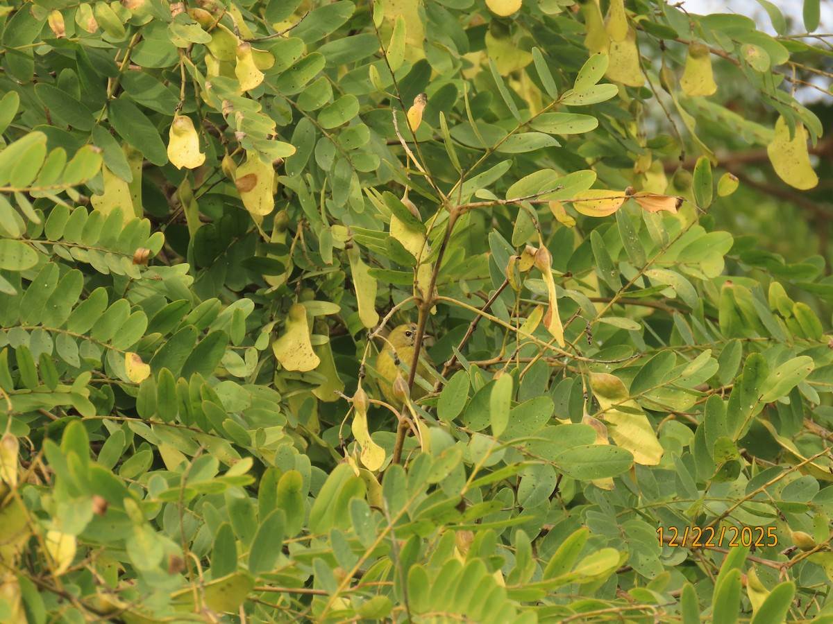 Orange-crowned Warbler - ML647392059