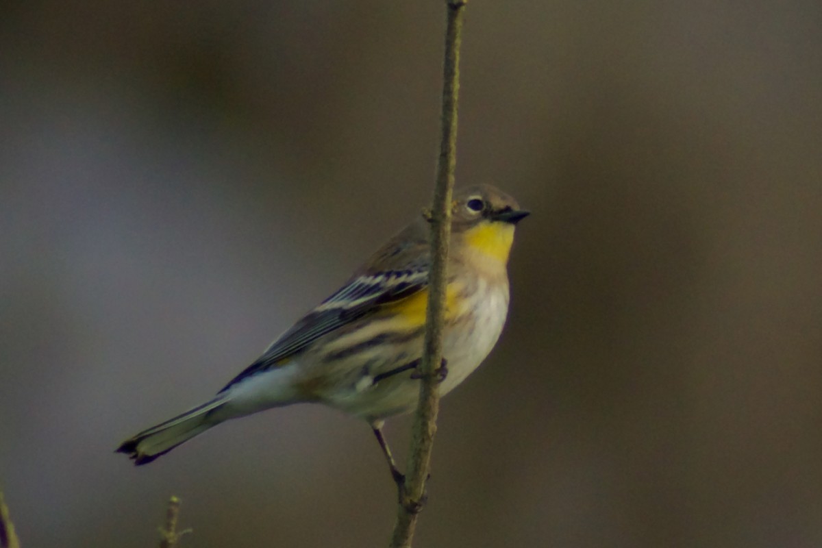 Yellow-rumped Warbler - ML647392076