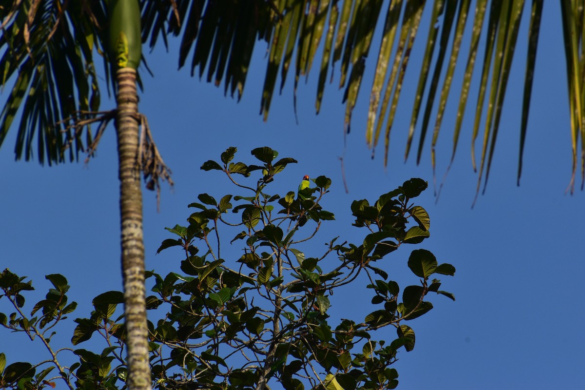 plommehodeparakitt - ML647392086