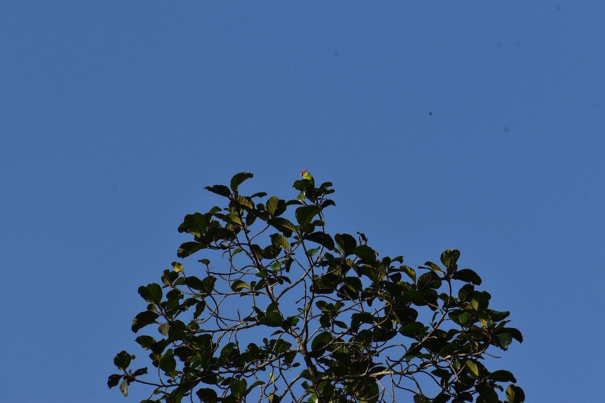 plommehodeparakitt - ML647392087