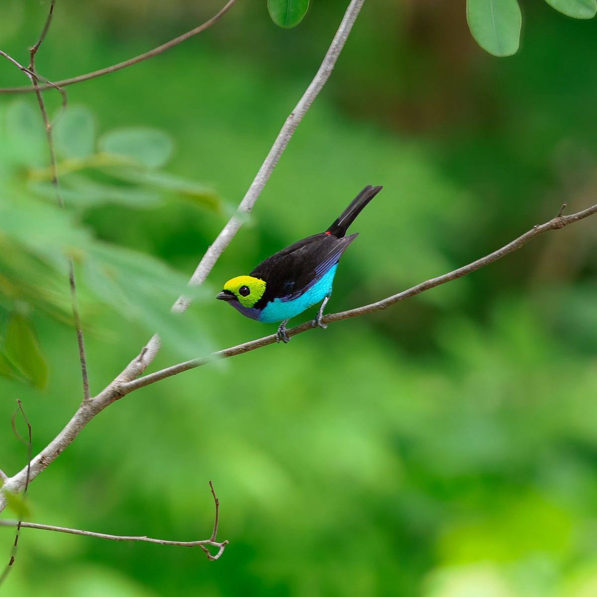 Paradise Tanager - ML647392089