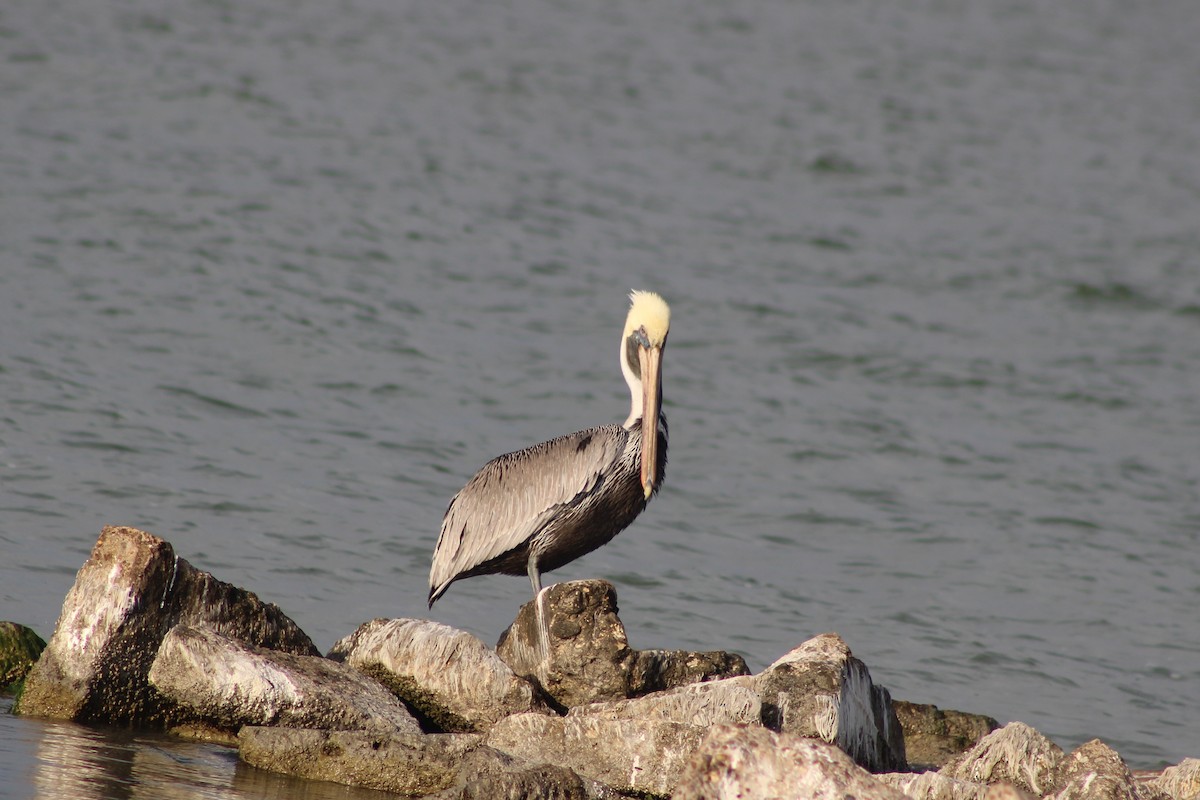 Бурый пеликан - ML647392090