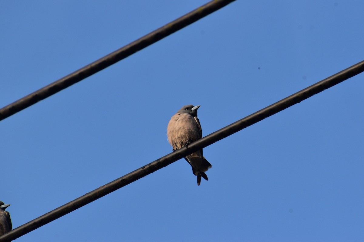 Ashy Woodswallow - ML647392102