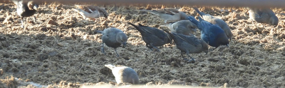 Brown-headed Cowbird - ML647392135