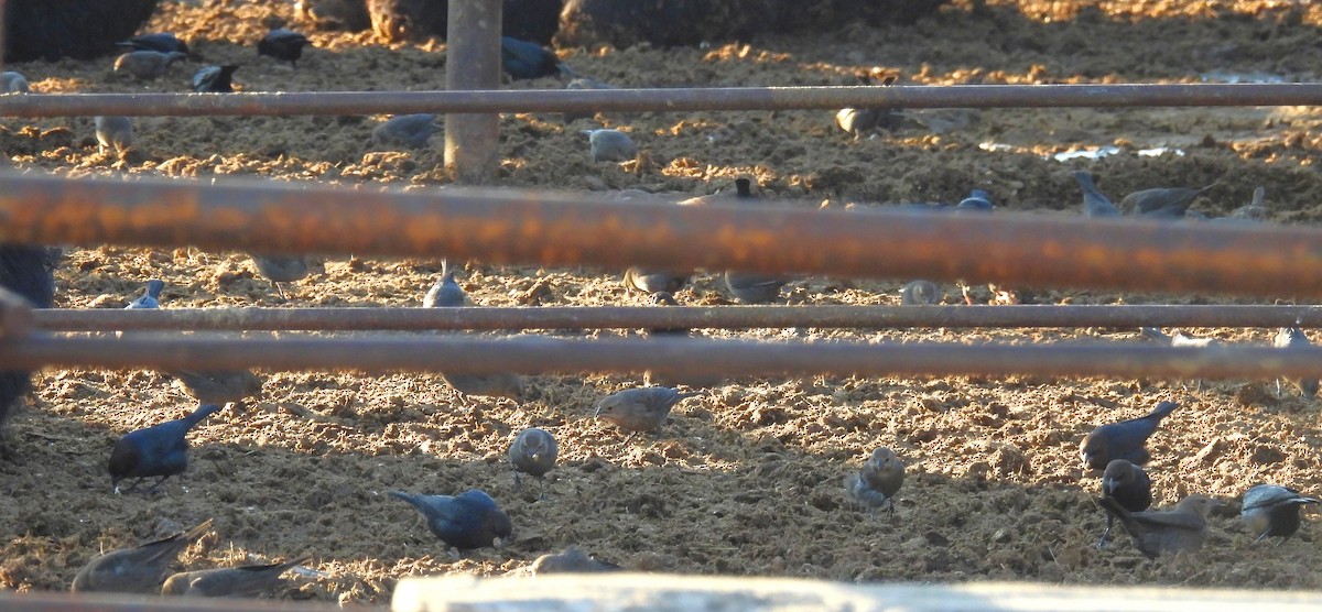 Brown-headed Cowbird - ML647392136