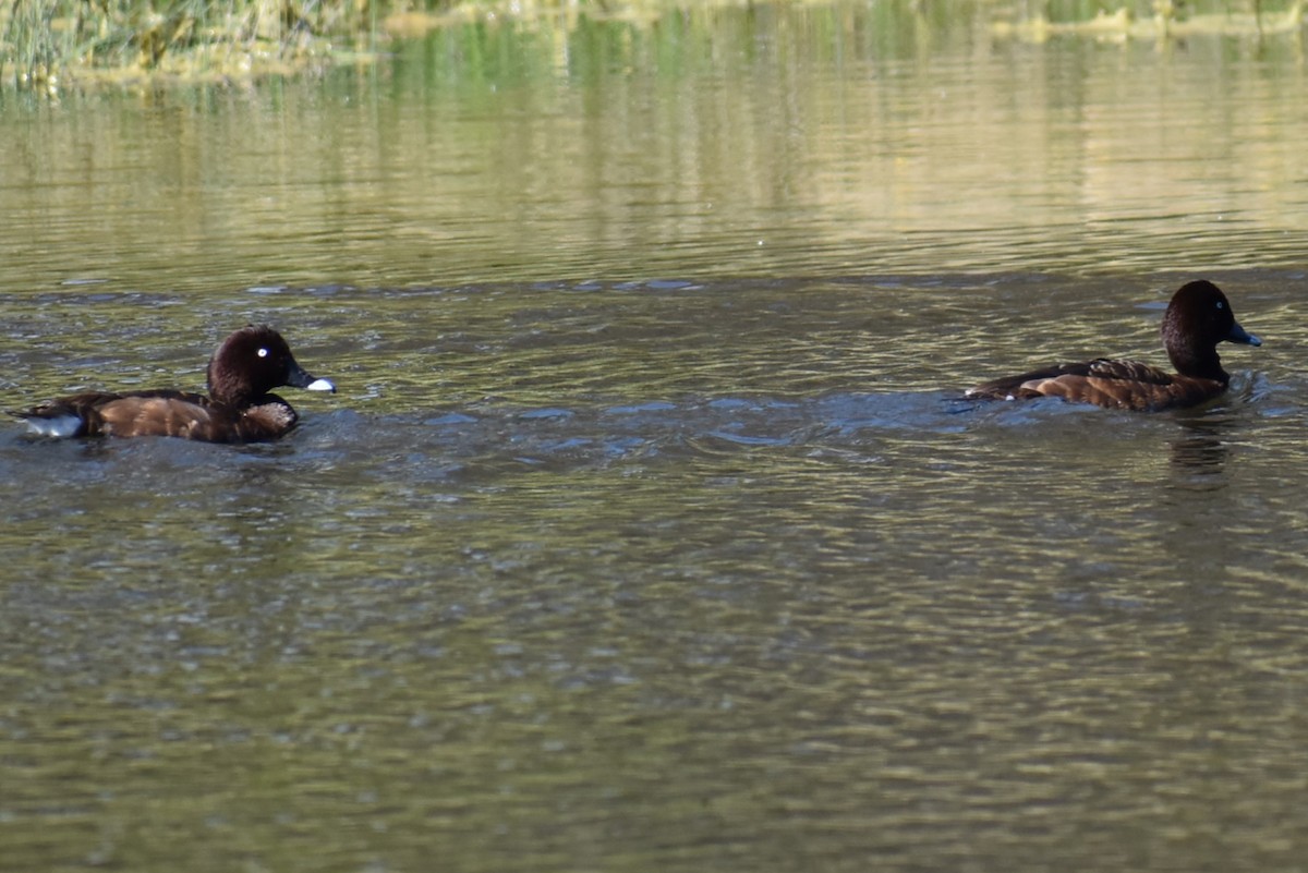 Hardhead - ML647392142