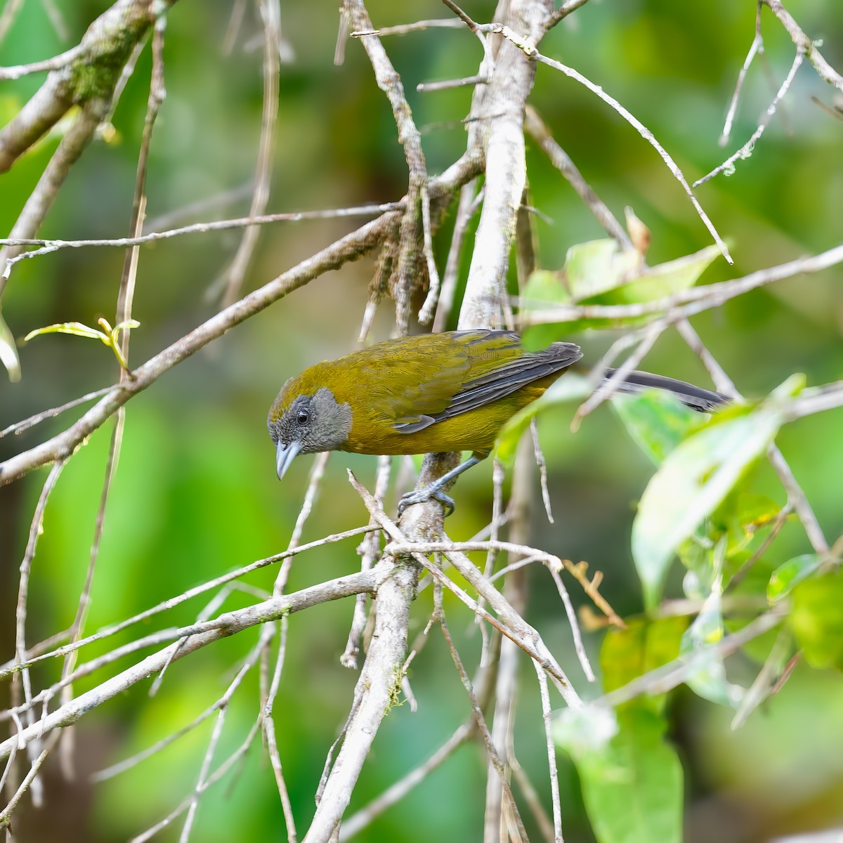 Olive-backed Tanager - ML647392144