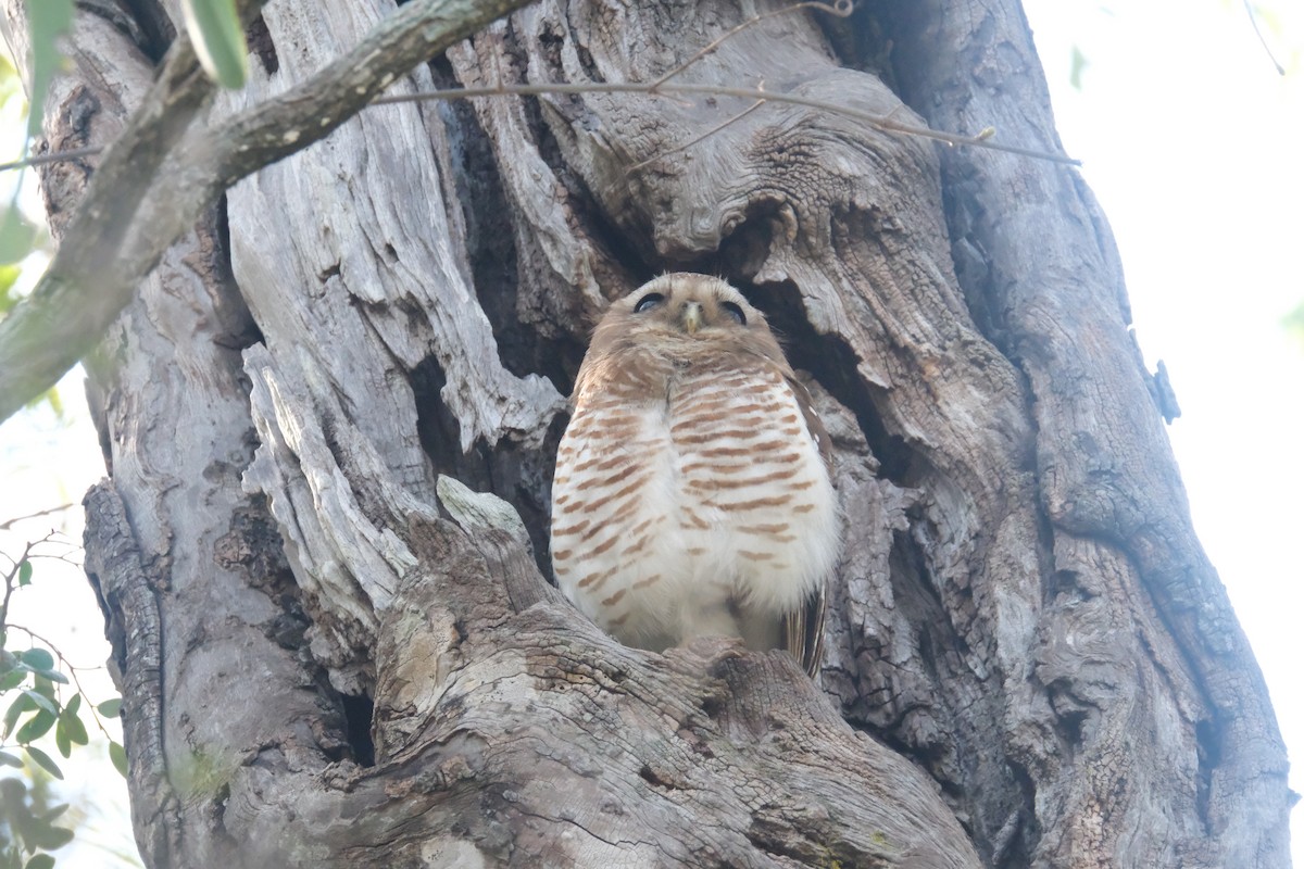 White-browed Owl - ML647392151