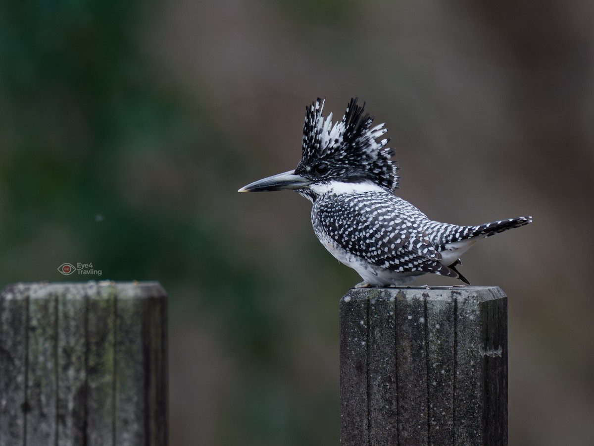 Crested Kingfisher - ML647392152
