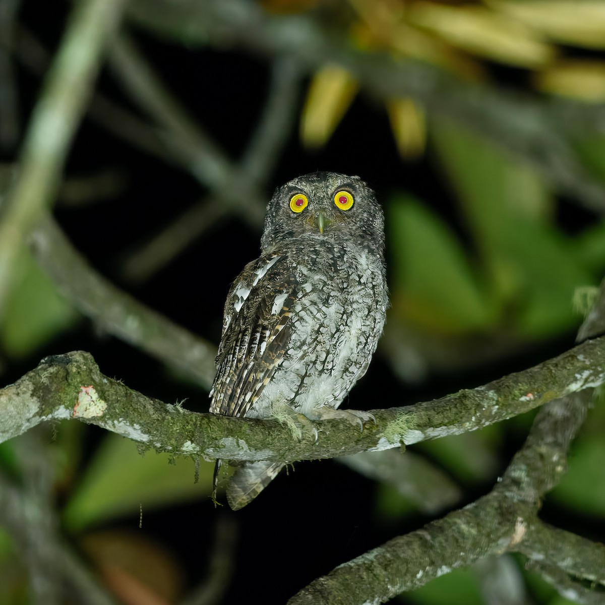Foothill Screech-Owl - ML647392171