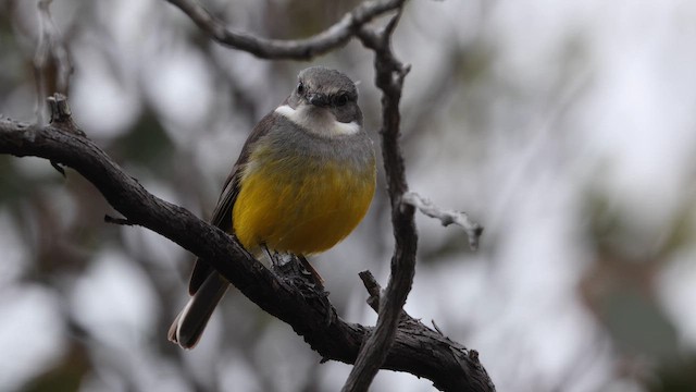 Petroica Pechigrís - ML647392174