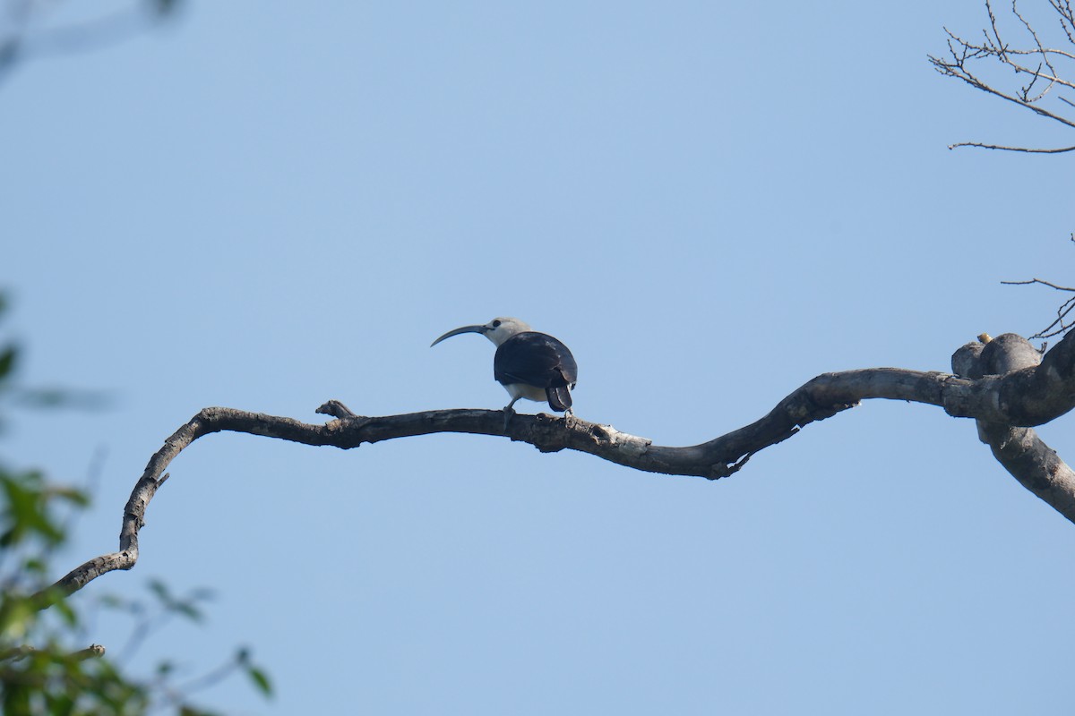Sickle-billed Vanga - ML647392175