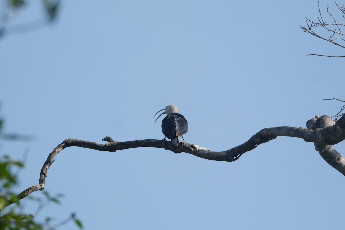 Sickle-billed Vanga - ML647392176