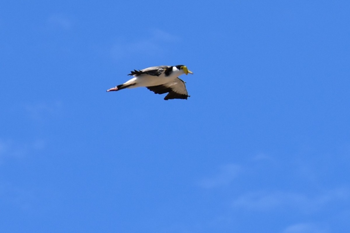 Avefría Militar - ML647392178