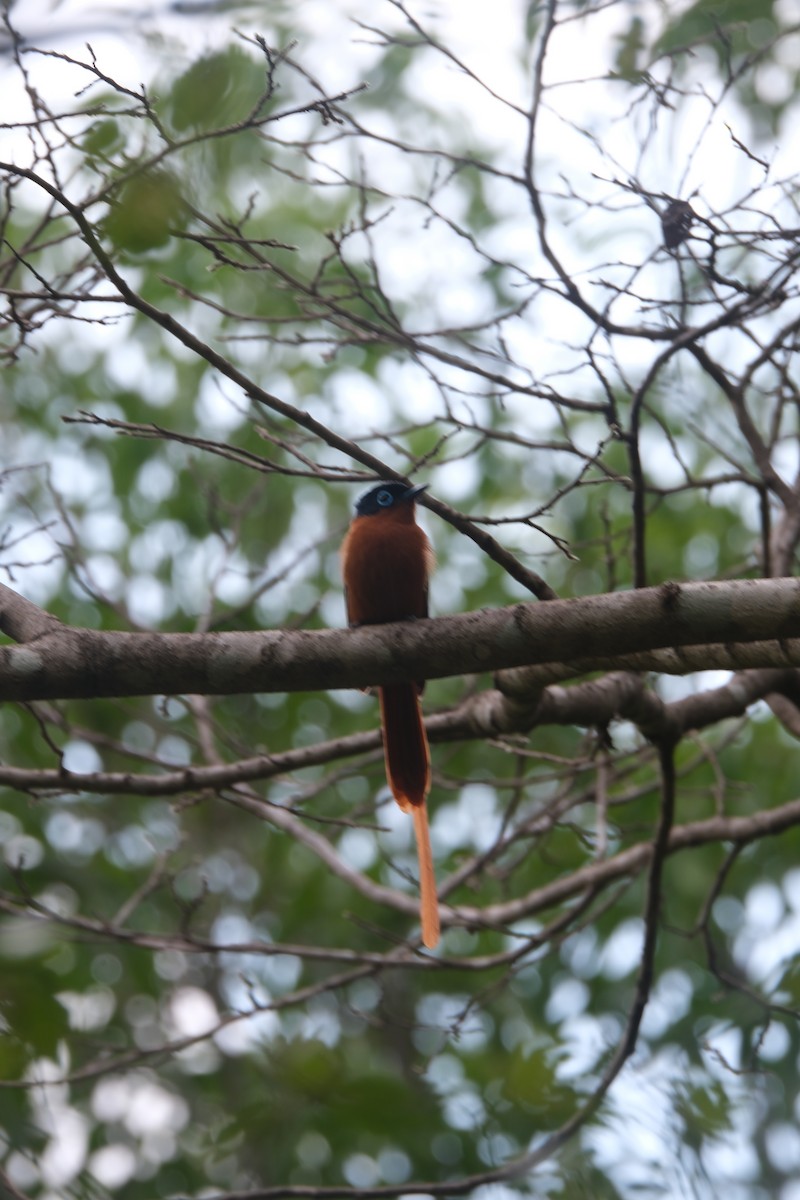 Malagasy Paradise-Flycatcher - ML647392183