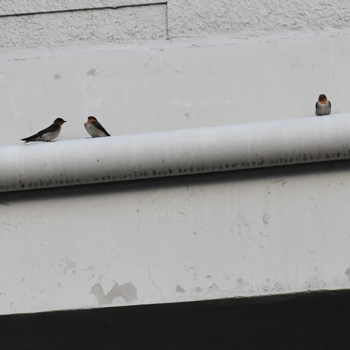 Pacific Swallow - ML647392203