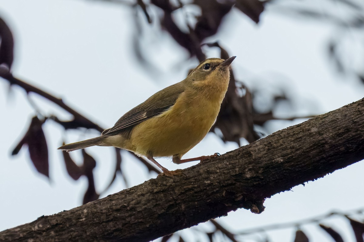 Black-throated Blue Warbler - ML647392212