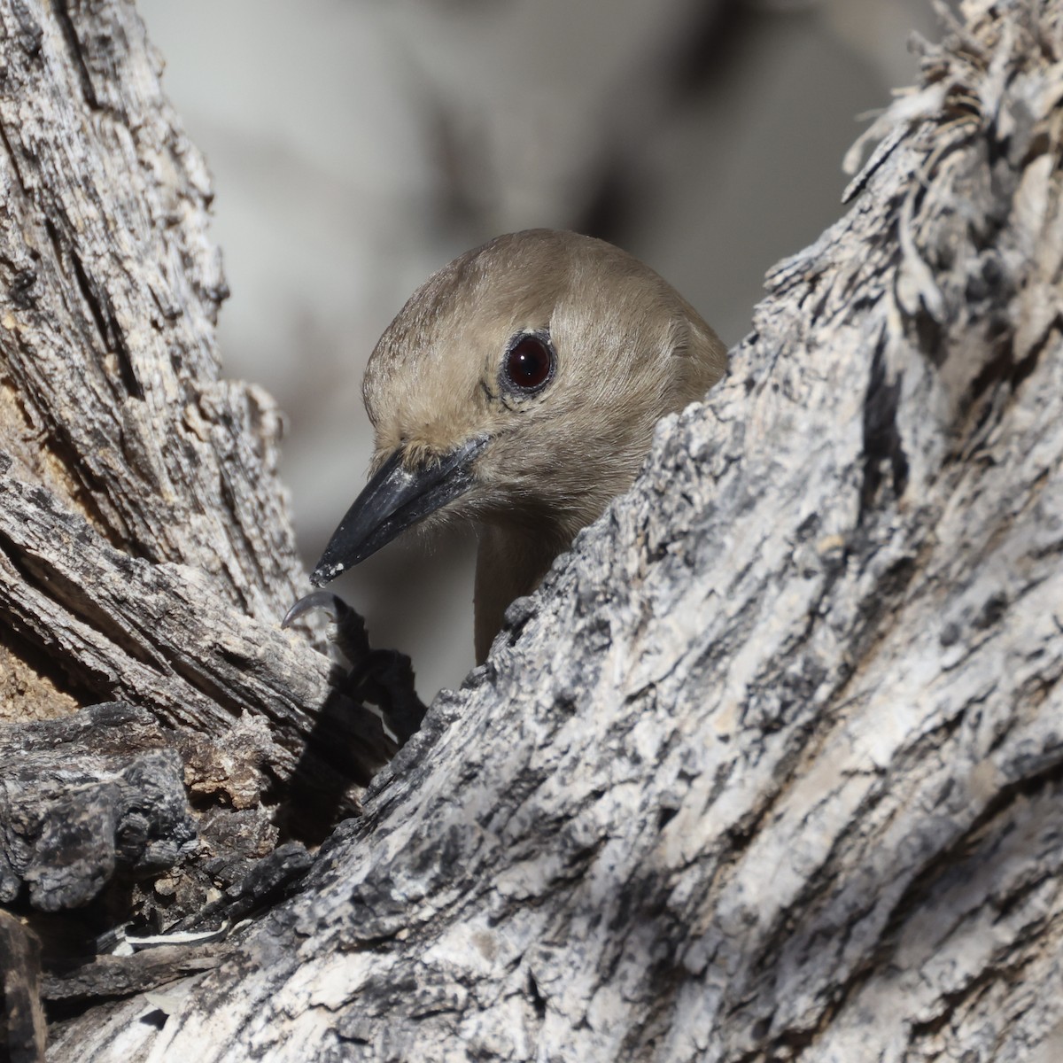 Gila Woodpecker - ML647392223