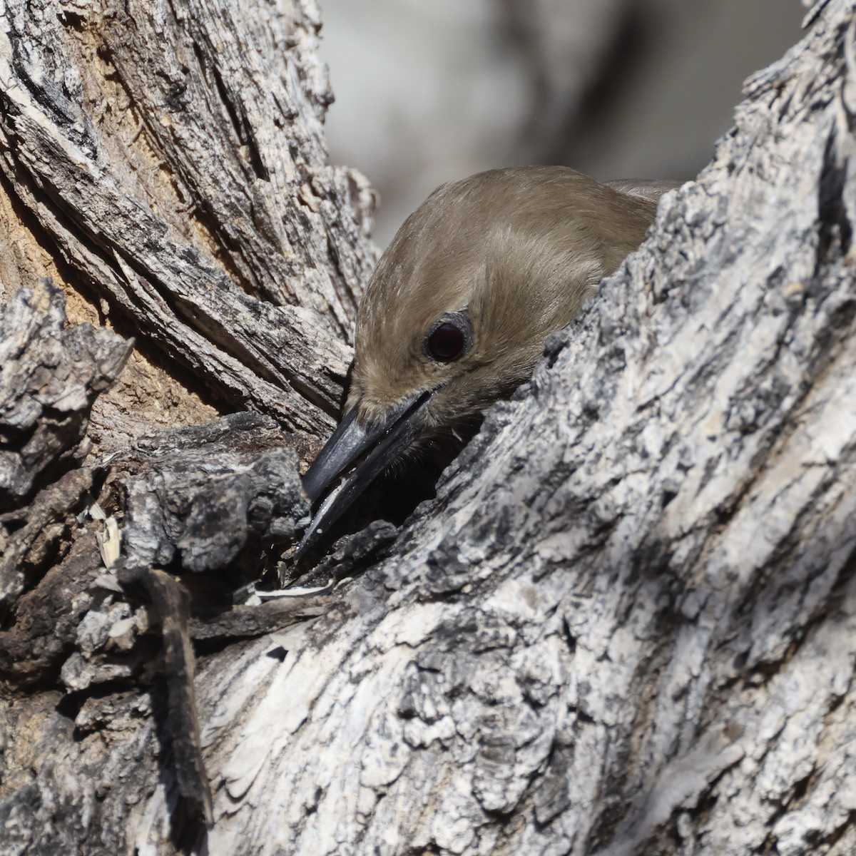 Gilaspecht - ML647392224