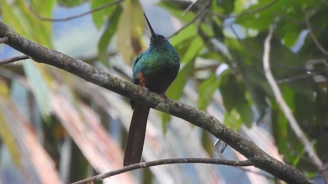 Jacamará Cobrizo - ML647392238