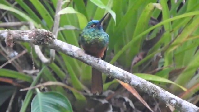 Jacamará Cobrizo - ML647392240