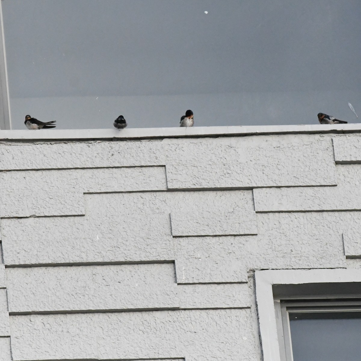 Ластівка сільська - ML647392241