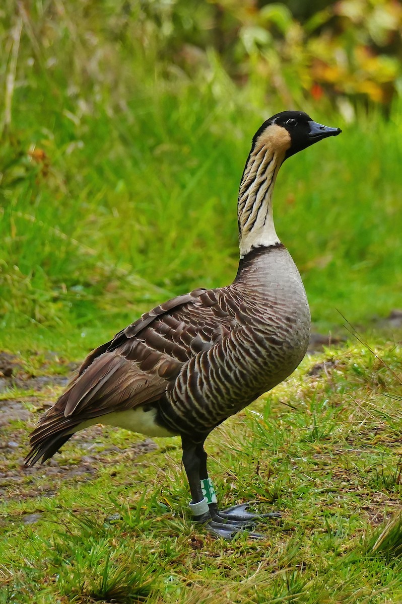 Bernache néné - ML647392243