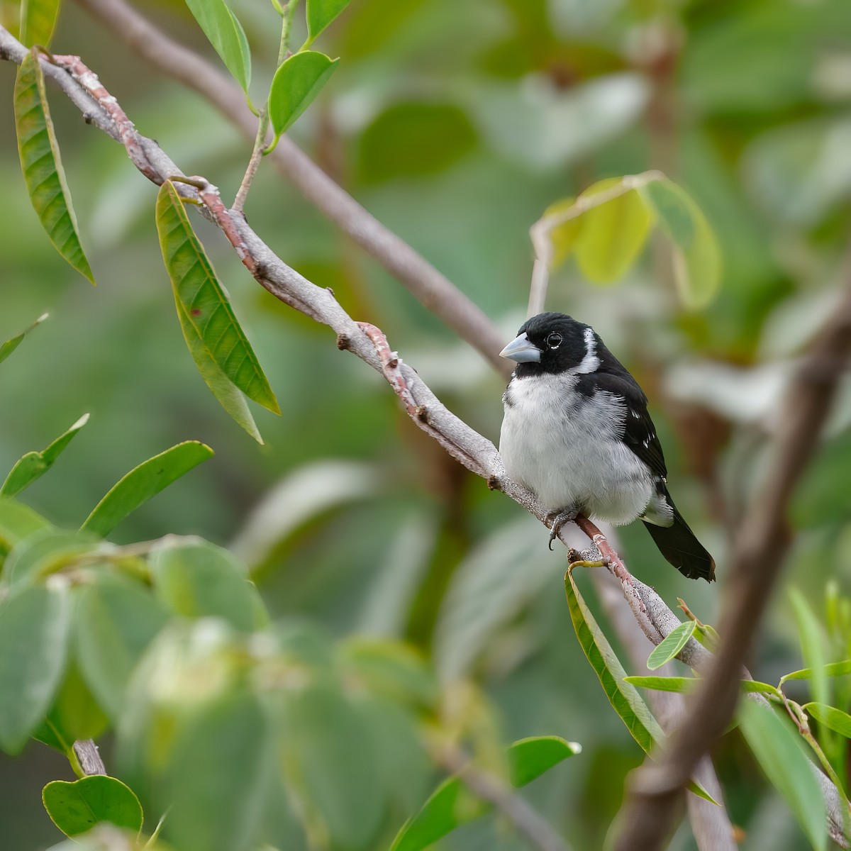 White-naped Seedeater - ML647392245