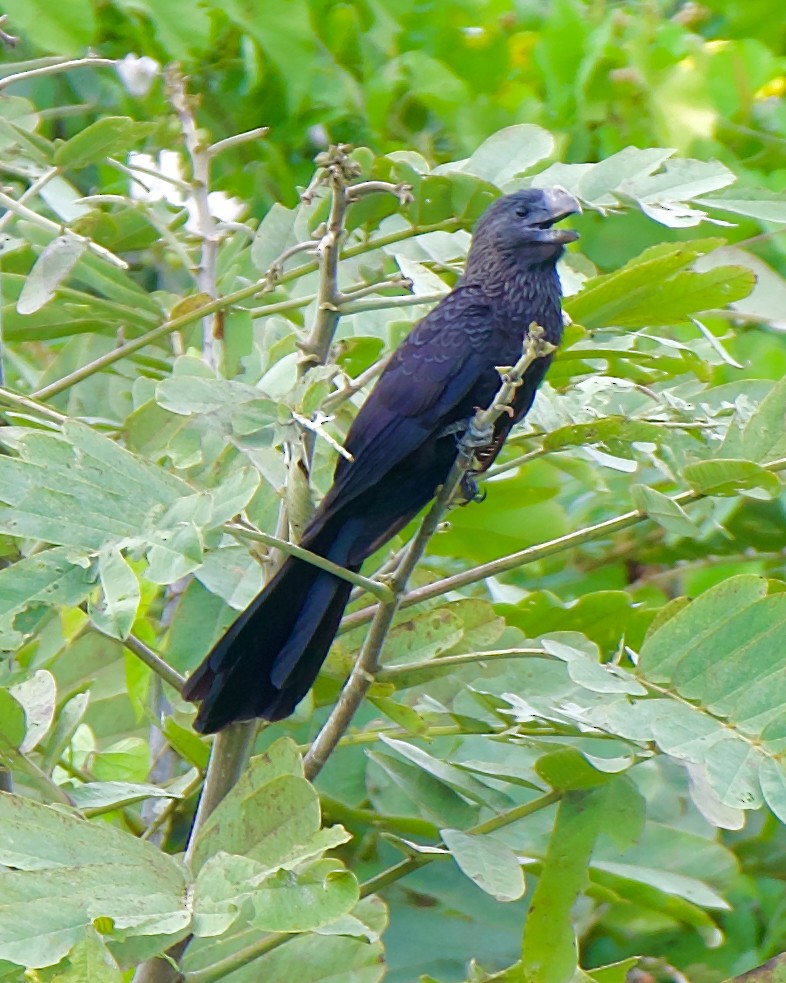Smooth-billed Ani - ML647392246
