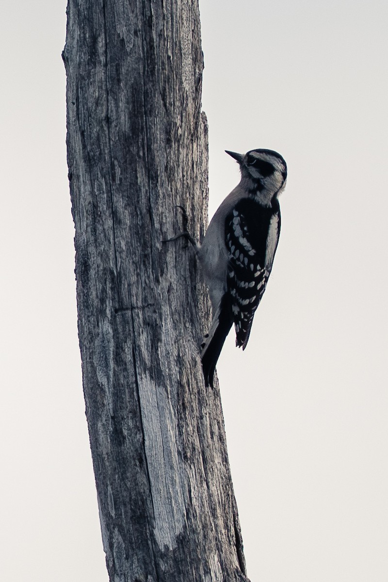 Downy Woodpecker (Eastern) - ML647392248