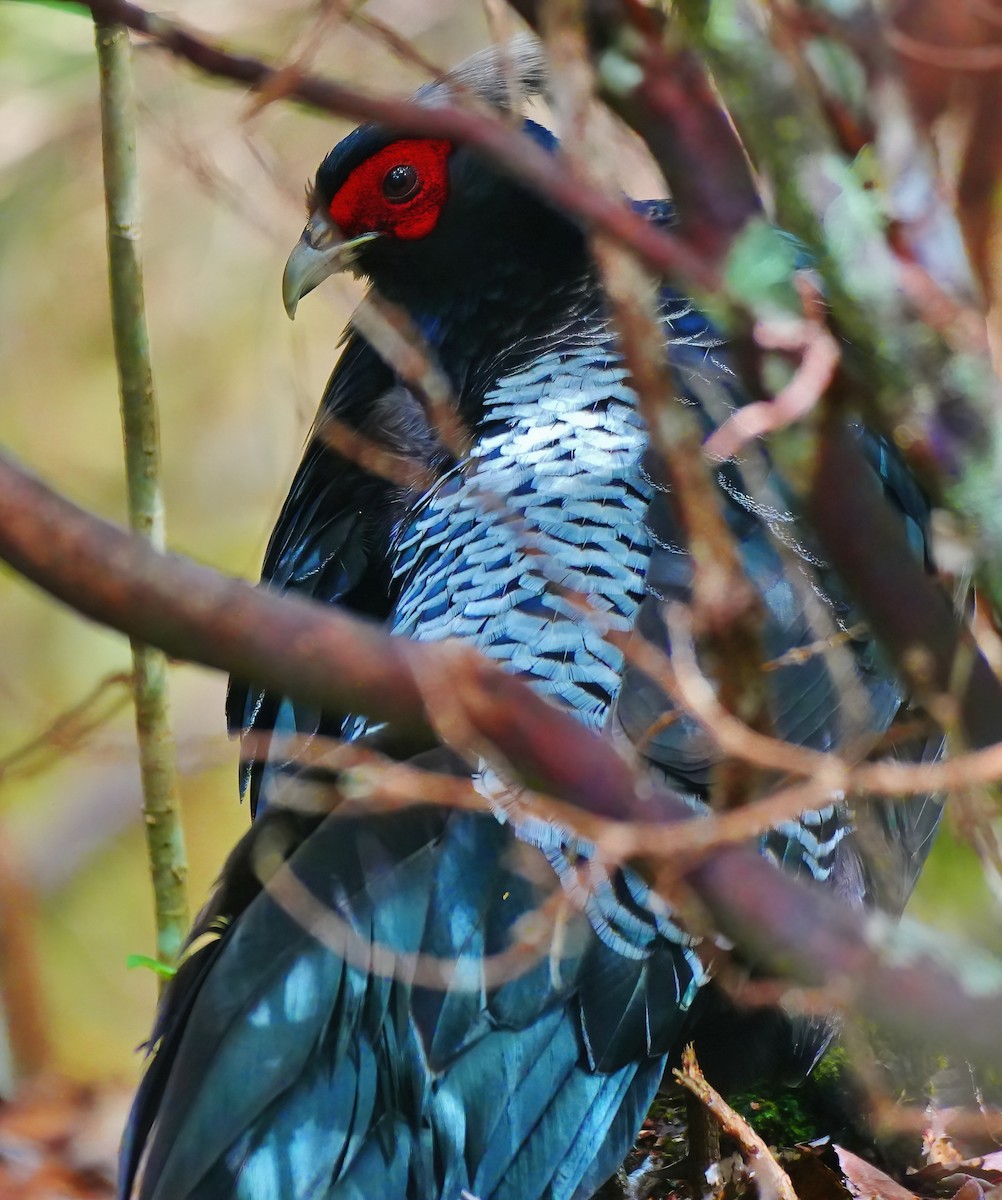 Faisan leucomèle - ML647392252