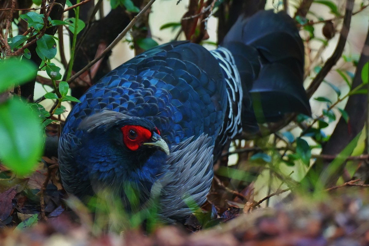 Faisan leucomèle - ML647392253