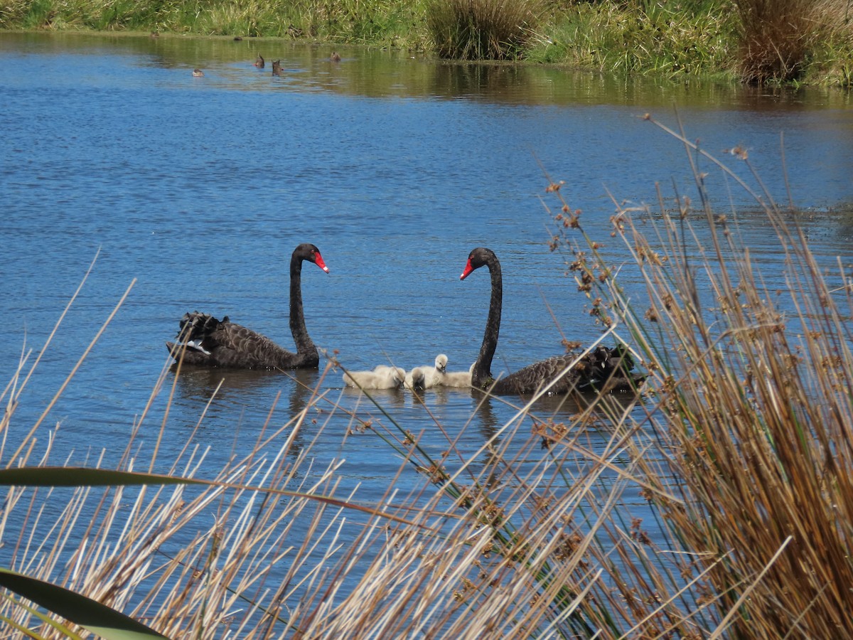 Black Swan - ML647392256