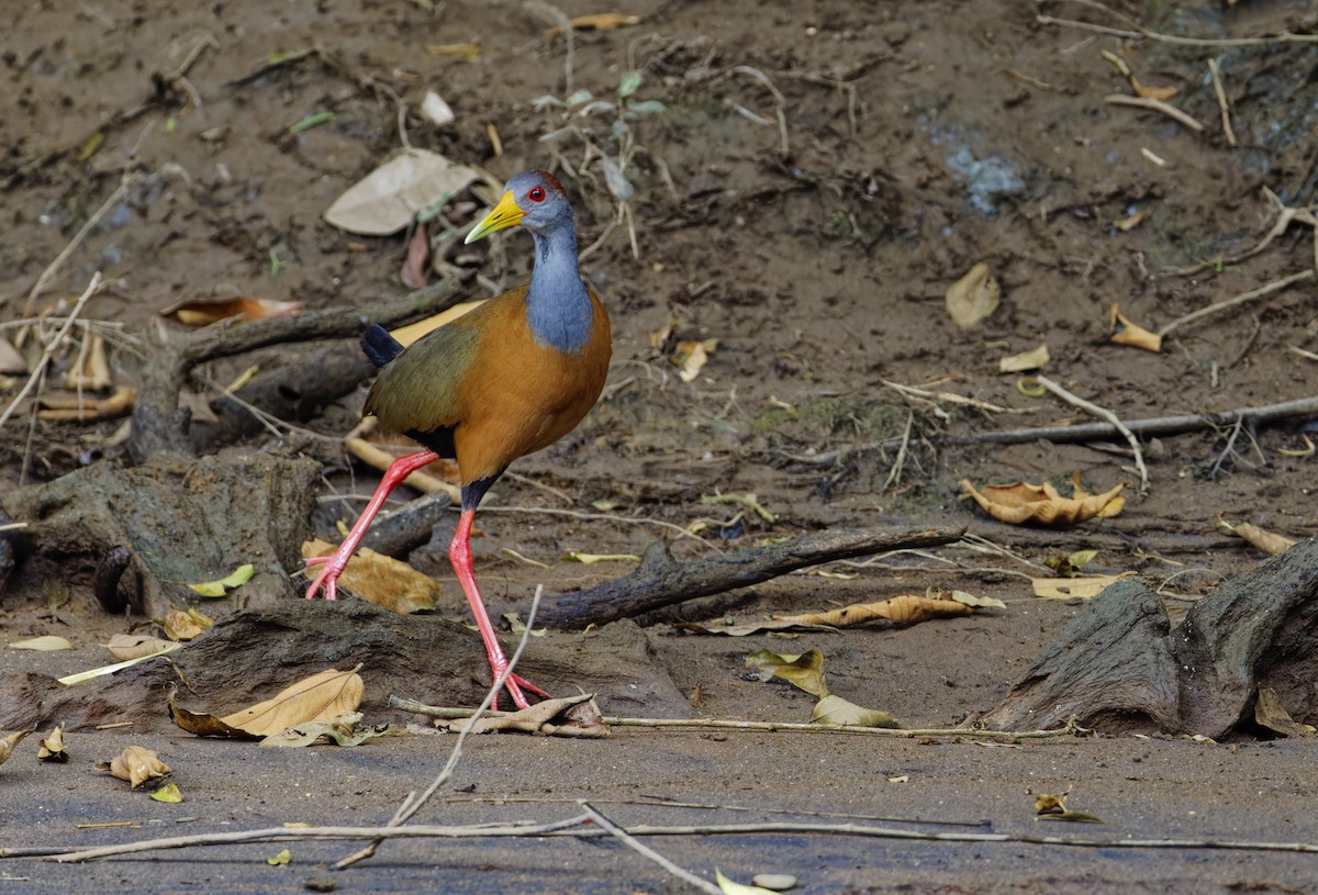 Russet-naped Wood-Rail - ML647392266
