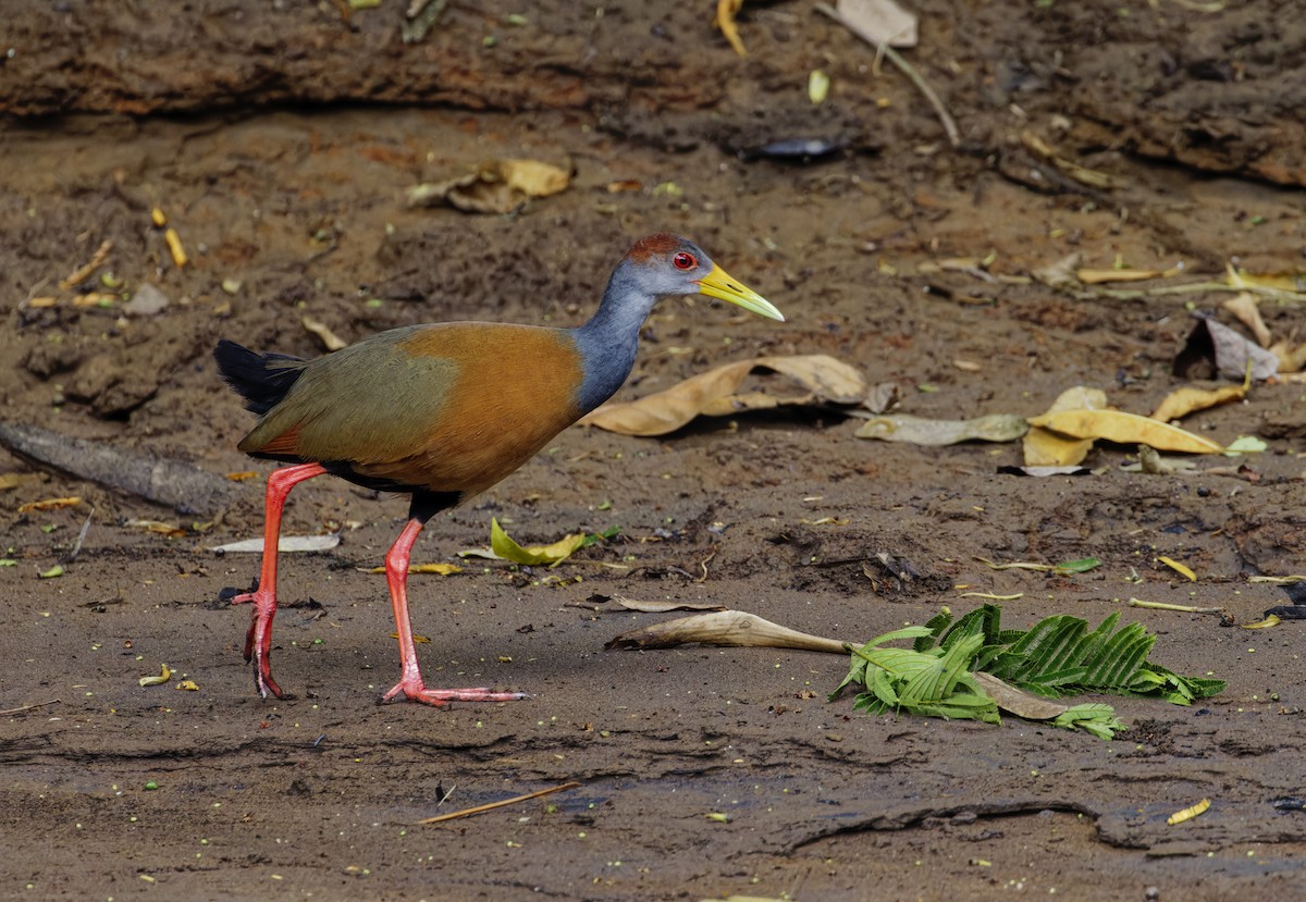 Russet-naped Wood-Rail - ML647392267