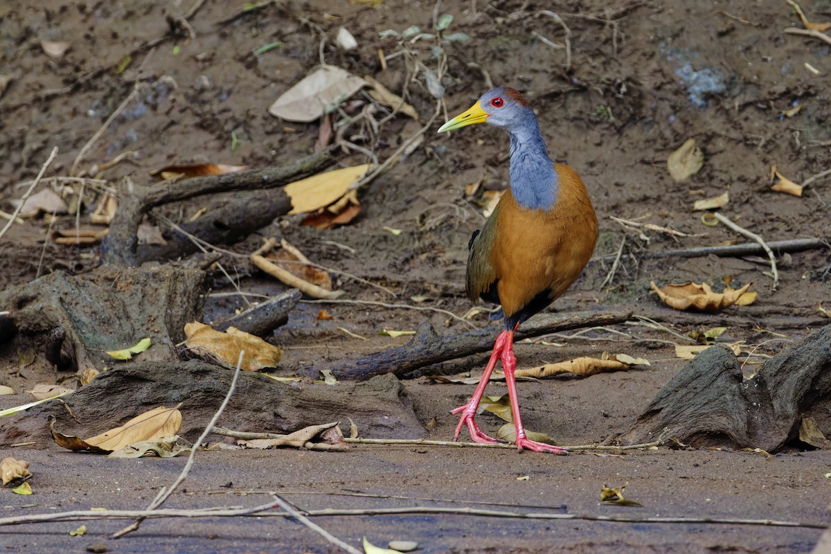 Russet-naped Wood-Rail - ML647392268