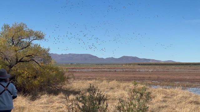 Grulla Canadiense - ML647392270