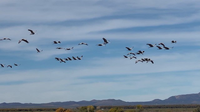Grulla Canadiense - ML647392272