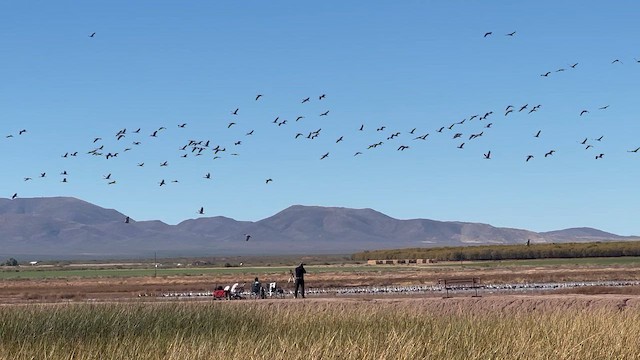 Grulla Canadiense - ML647392273