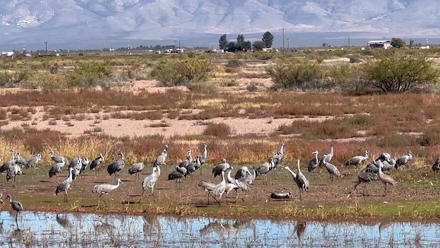 Grulla Canadiense - ML647392274
