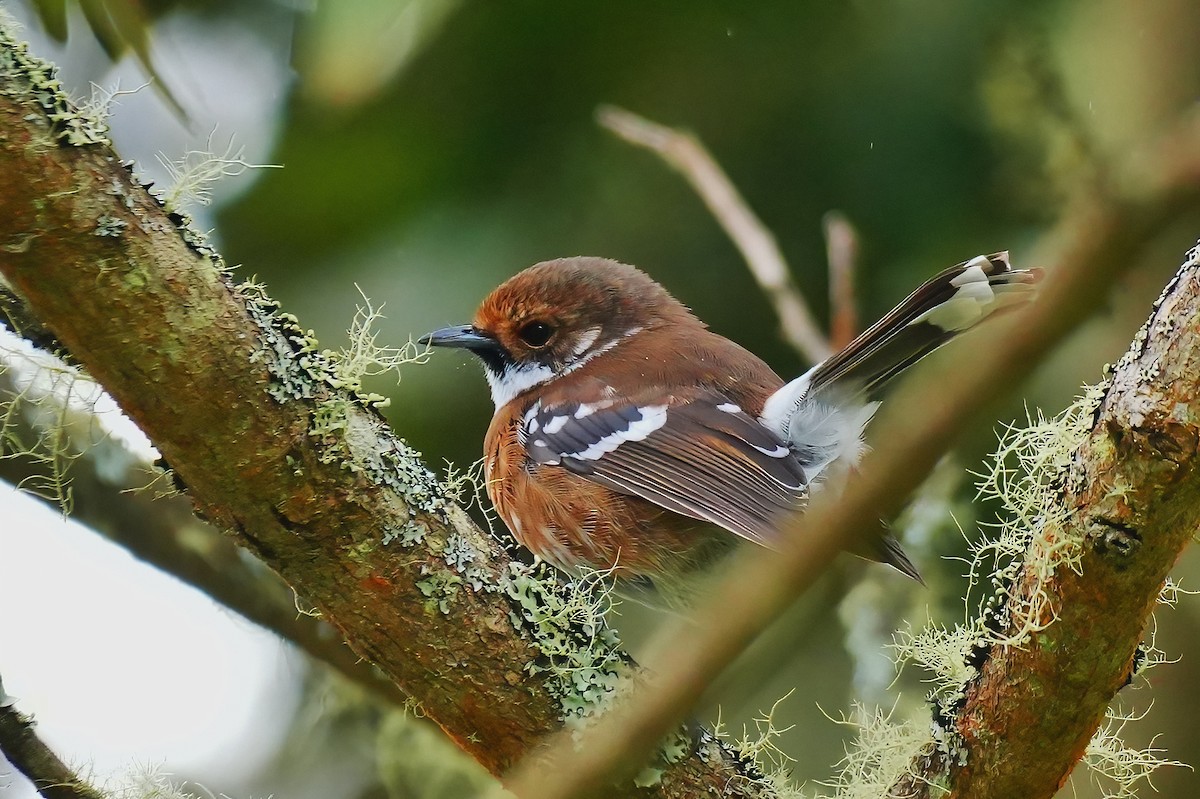 Monarque d'Hawaï (ridgwayi) - ML647392278