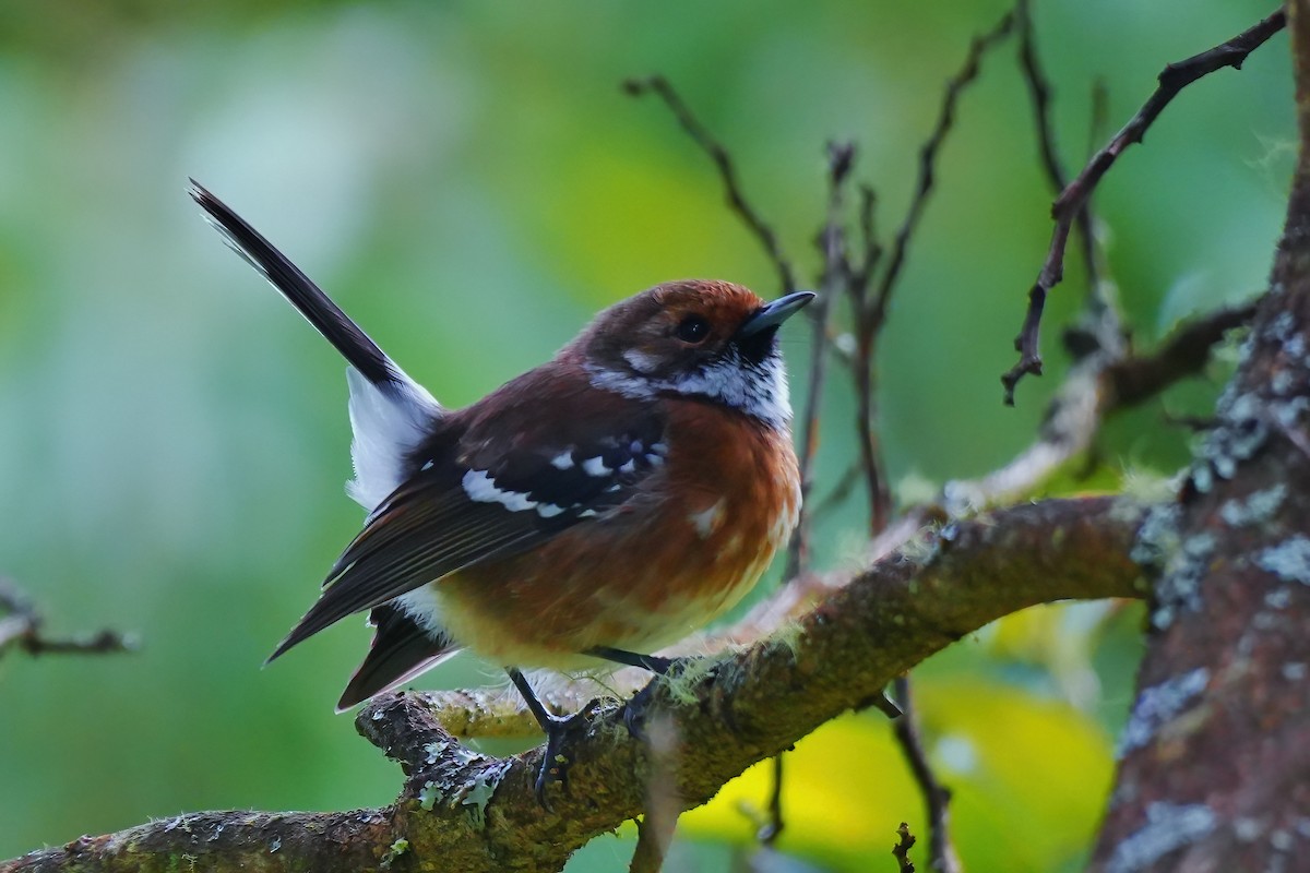 Monarque d'Hawaï (ridgwayi) - ML647392279